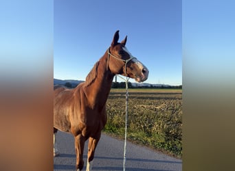 Sang-chaud tchèque, Hongre, 9 Ans, 160 cm, Alezan