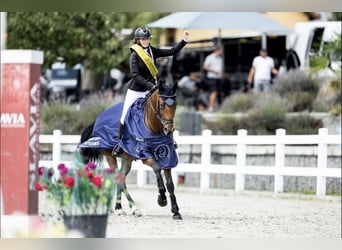Sang-chaud tchèque, Jument, 11 Ans, 164 cm, Bai