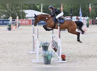 Sang-chaud tchèque, Jument, 11 Ans, 164 cm, Bai