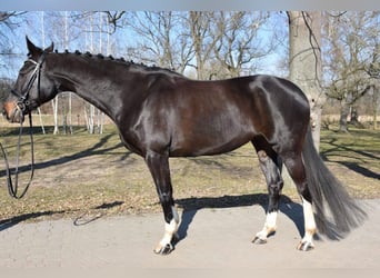Sang-chaud tchèque, Jument, 11 Ans, 165 cm, Noir