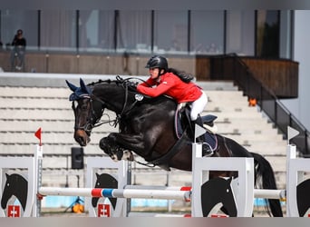 Sang-chaud tchèque, Jument, 11 Ans, 165 cm, Noir