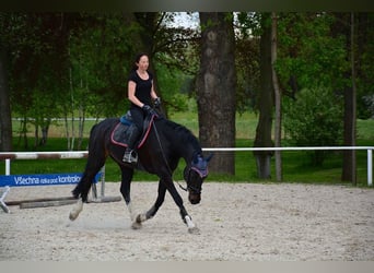 Sang-chaud tchèque, Jument, 11 Ans, 165 cm, Noir