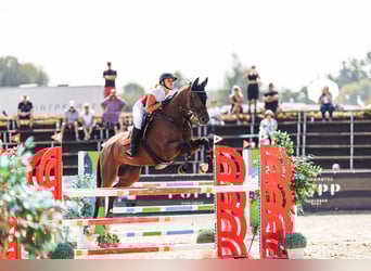 Sang-chaud tchèque, Jument, 12 Ans, 173 cm, Bai