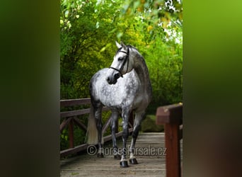 Sang-chaud tchèque, Jument, 12 Ans, 175 cm, Gris