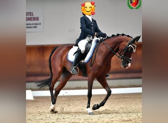 Sang-chaud tchèque, Jument, 13 Ans, 148 cm, Bai