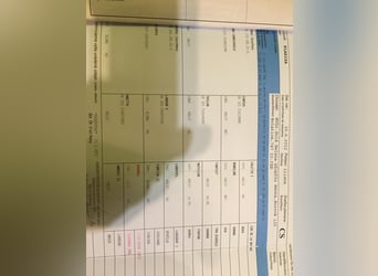 Sang-chaud tchèque, Jument, 14 Ans, 164 cm, Bai cerise