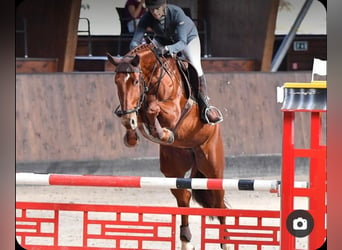 Sang-chaud tchèque, Jument, 14 Ans, 175 cm, Alezan brûlé