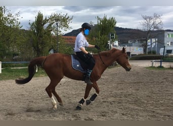Sang-chaud tchèque Croisé, Jument, 18 Ans, 161 cm, Alezan