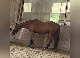 Sang-chaud tchèque Croisé, Jument, 18 Ans, 161 cm, Alezan