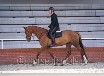 Sang-chaud tchèque, Jument, 5 Ans, 169 cm, Alezan