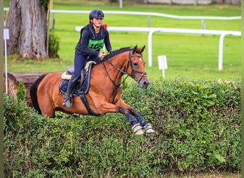Sang-chaud tchèque, Jument, 6 Ans, 162 cm, Bai