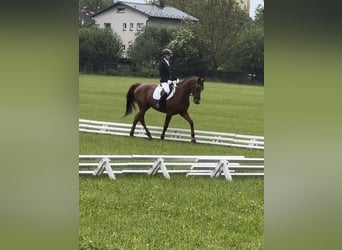 Sang-chaud tchèque, Jument, 6 Ans, 163 cm, Alezan brûlé