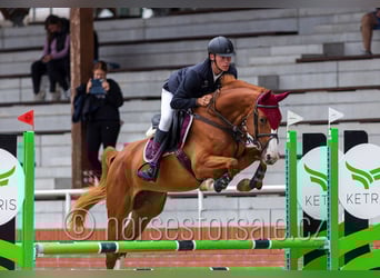 Sang-chaud tchèque, Jument, 6 Ans, 163 cm, Alezan