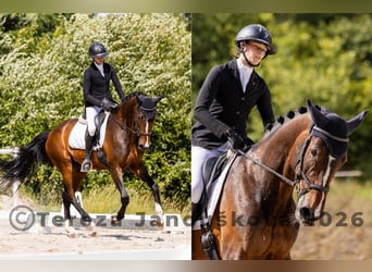 Sang-chaud tchèque, Jument, 6 Ans, 167 cm, Bai