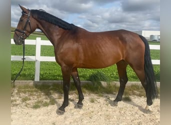 Sang-chaud tchèque, Jument, 6 Ans, 167 cm, Bai