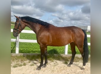 Sang-chaud tchèque, Jument, 6 Ans, 167 cm, Bai