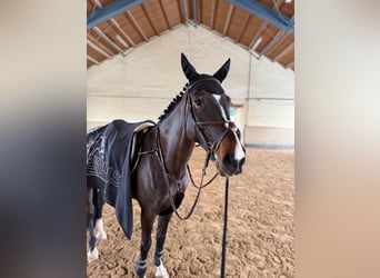 Sang-chaud tchèque, Jument, 6 Ans, 167 cm, Bai