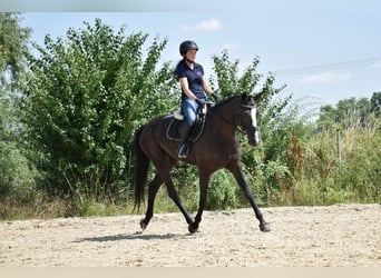 Sang-chaud tchèque, Jument, 6 Ans, 169 cm, Noir