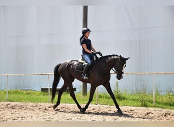 Sang-chaud tchèque, Jument, 6 Ans, 169 cm, Noir