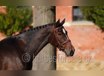Sang-chaud tchèque, Jument, 6 Ans, 172 cm, Bai brun