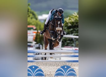 Sang-chaud tchèque, Jument, 6 Ans, 172 cm, Bai brun