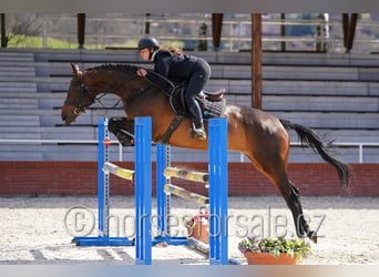 Sang-chaud tchèque, Jument, 6 Ans, 172 cm, Bai brun