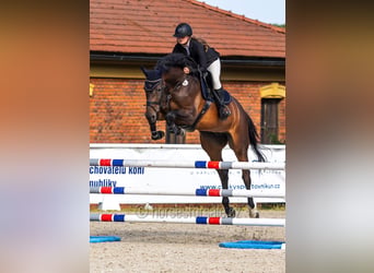 Sang-chaud tchèque, Jument, 6 Ans, 172 cm, Bai brun