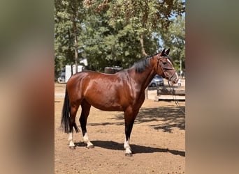 Sang-chaud tchèque, Jument, 7 Ans, 165 cm, Bai