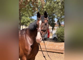 Sang-chaud tchèque, Jument, 7 Ans, 165 cm, Bai