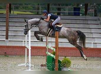 Sang-chaud tchèque, Jument, 7 Ans, 172 cm, Gris