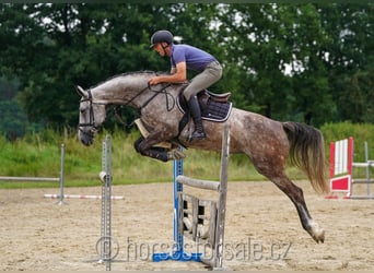 Sang-chaud tchèque, Jument, 7 Ans, 172 cm, Gris