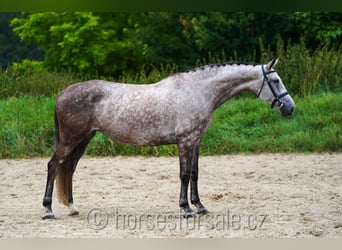 Sang-chaud tchèque, Jument, 7 Ans, 172 cm, Gris