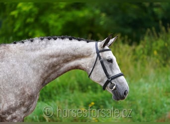 Sang-chaud tchèque, Jument, 7 Ans, 172 cm, Gris