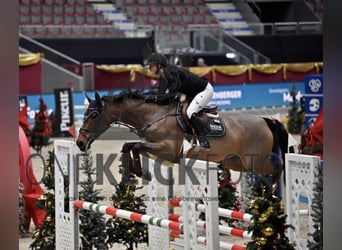 Sang-chaud tchèque, Jument, 8 Ans, 168 cm, Bai