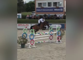 Sang-chaud tchèque, Jument, 8 Ans, 168 cm, Bai
