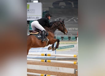 Sang-chaud tchèque, Jument, 8 Ans, 168 cm, Bai