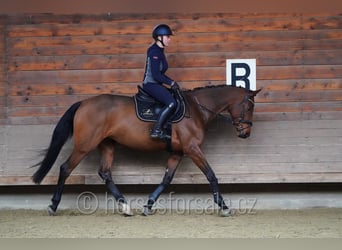 Sang-chaud tchèque, Jument, 8 Ans, 171 cm, Bai