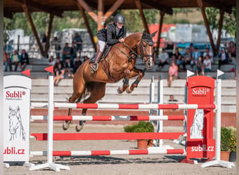 Sang-chaud tchèque, Jument, 8 Ans, 172 cm, Alezan brûlé