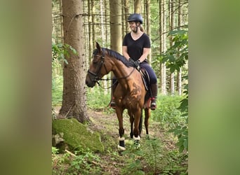 Sang-chaud tchèque, Jument, 9 Ans, 158 cm, Bai