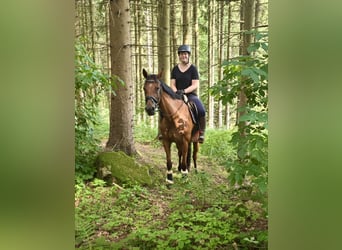 Sang-chaud tchèque, Jument, 9 Ans, 158 cm, Bai
