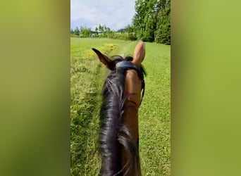 Sang-chaud tchèque, Jument, 9 Ans, 158 cm, Bai