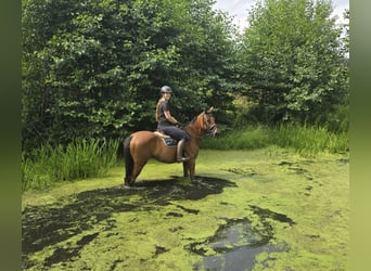 Sang-chaud tchèque, Jument, 9 Ans, 158 cm, Bai