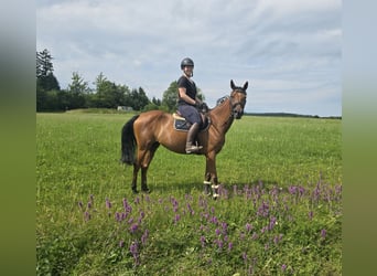 Sang-chaud tchèque, Jument, 9 Ans, 158 cm, Bai