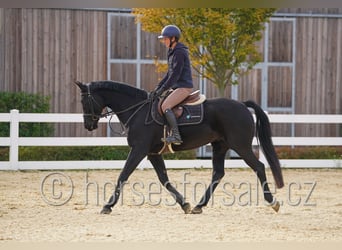 Sang-chaud tchèque, Jument, 9 Ans, 166 cm, Noir