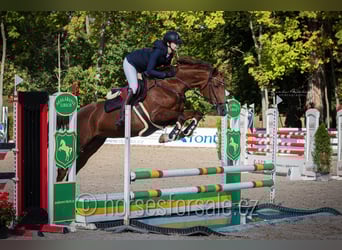 Sang-chaud tchèque, Jument, 9 Ans, 171 cm, Alezan brûlé