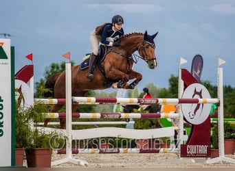 Sang-chaud tchèque, Jument, 9 Ans, 171 cm, Alezan brûlé