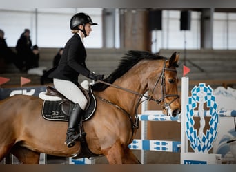 Sang-chaud tchèque, Jument, 9 Ans, 171 cm, Bai