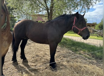 Sang de charrette polonais, Étalon, 2 Ans, 170 cm, Noir