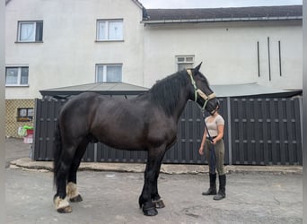 Sang de charrette polonais, Hongre, 10 Ans, 165 cm, Noir
