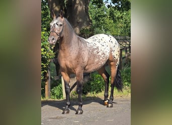 Sang de charrette polonais, Hongre, 2 Ans, 161 cm, Léopard